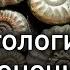 Что беспозвоночные могут рассказать о прошлом Всеволод Ефременко Лекции по палеонтологии