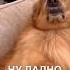 Пёсик помощник истории история новости новость добрыеновости
