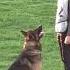 IGP3 Obedience 2022 Working Dog Championship 86 Pts