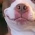 When Your Dog Is Funnier Than Anyone In Your Family Funny Dog And Human 2025