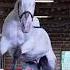 Highest Free Jump By A Blind Horse 106 Cm 3 Ft 5 73 In By Endo And Owner Morgan Wagner Shorts