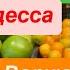 Днепр Выборы в США Кто Победил Взрывы Одесса Летают Ракеты Люди Пъяные Днепр 5 ноября 2024 г