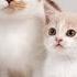 Adorable Cats Compliment Adorbale Cats Talking Khobsort Bilyn Cats Lover