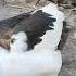 Pet Muscovy Duck Sound