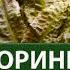 Криптокорины Подкаст с Александром Ершовым Часть 1