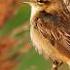 The Sedge Warbler Acrocephalus Schoenobaenus Is An Old World Warbler In The Genus Acrocephalus