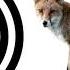 Fox Sound Effect ProSounds