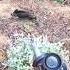 идеальный снимок дикого кабана Cinghiale Chasse Wildboar охота
