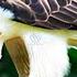 PHILIPPINE EAGLE The Crowned Monkey Eating Tyrant Of The Sky