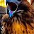 Scariest Bird Sounds VS This One Trending Edit Trollface Troll
