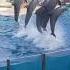 Enjoying The Dolphins In The Aquarium Dolphin Disfrutando De Los Delfines En El Acuario Delfin Show