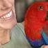 How To Train And Bond With Eclectus Parrots Basic Parrot Training Where To Start