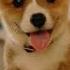 Funny Corgi Video Compilation Cutest Corgis Of 2018