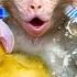 Let S Have Fun Bubble Bath Cheeky Monkey Take A Bath With Duckling Nursery Rhymes Kids Songs