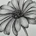 How To Draw Daisy Easy And Step By Step Daisy Pencil Sketch How To Draw Daisy Flowers Drawings