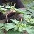 Datura Moonflower Devils Trumpet Jimsonweed Thornapple