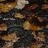 VRTEI SAGI Leaf Fall 2024