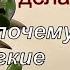 Денежное дерево Толстянка Основные причины почему листочки становятся мягкими