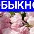 КРАСИВЕЙШИЕ СОРТА СИРЕНИ ОТ КЛАССИКИ ДО ЭКЗОТИКИ В ОДНОЙ ПОСЫЛКЕ ОБЗОР ЛУЧШИХ СОРТОВ СИРЕНИ