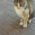 Чудный пёстрый кот мяукает Funny Calico Cat Meowing Lustige Katzen Gatos Graciosos Kucing Lucu