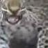 Forest Officials Rescue Two Abandoned Leopard Cubs In Western India