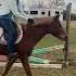 I Was Flying Just Like A Bird Horse Equestrian Pony Jump Shorts Birds Fly Fun Equestrian