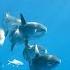 Baby Ocean Sunfish Mola Mola On A Kelp Patty Unusual Mix Of Babies And Adult Molas