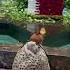Bird In Qatar Shortvideos Trending International