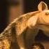 Scrat No Time For Nuts 2006