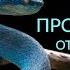 ЖЕЛАЕТЕ ЛИ ВЫ СЕБЕ СЧАСТЬЯ Или ПРОТИВОЯДИЕ от несчастной жизни Как стать счастливее Ада Кондэ