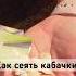 ЕЩЕ МОЖНО ПОСЕЯТЬ КАБАЧКИ В ОТКРЫТЫЙ ГРУНТ семена агрофирма кабачки сад дача огород