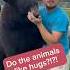 Which Of The Animals Like Hugs Animalsofyoutube Animals Awesomeanimals