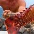 Bare Handed Catching LOBSTER In Rock Pools Catch And Cook