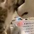 Кот собака настучал по голове Shorts приколы Funny Cat кот Dog собака
