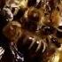 Bienenvölker Einfach Vermehren Teil 1 Eine Wabe Ergibt Ein Volk