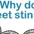 Go Ask Why Do Feet Stink