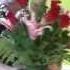 One Dozen Red Roses Floral Design EP 73