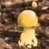 Mushroom Madness A Guide To UK Psychedelic Poisonous Fungi