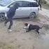 Нападение собаки и реакция хозяина Amstaff Pitbull собака Dog собаки прогулка нападение