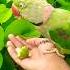 Habibi Short Video Of Parrot