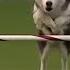 Lobo The Siberian Husky Goes Off Script In The 24 Inch Class Of Agility Competition FOX SPORTS