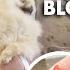 Jealous Pomeranian Attacks Owner And Draws Blood It S Me Or The Dog