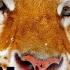 Golden Tiger Science Nature History Page