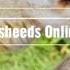 Нашид Bizikrillah Nasheeds Online