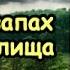 Рыбный запах из влагалища