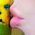 Budgie Talks To Owner To Stop Feeling Lonely Pets Wild At Heart BBC Earth