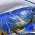 NEW SPECIES FOUND Rare Blue Crayfish