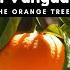 Wendy Marcini Elvin Vanguard The Orange Tree YouTune