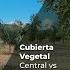 CUBIERTA VEGETAL CENTRAL VS LABOREO SUPERFICIAL