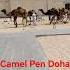 Camel Pen Doha Qatar Camel Camelshortsvideo Camelshorts Doha Dohaqatar Arabic Qatar